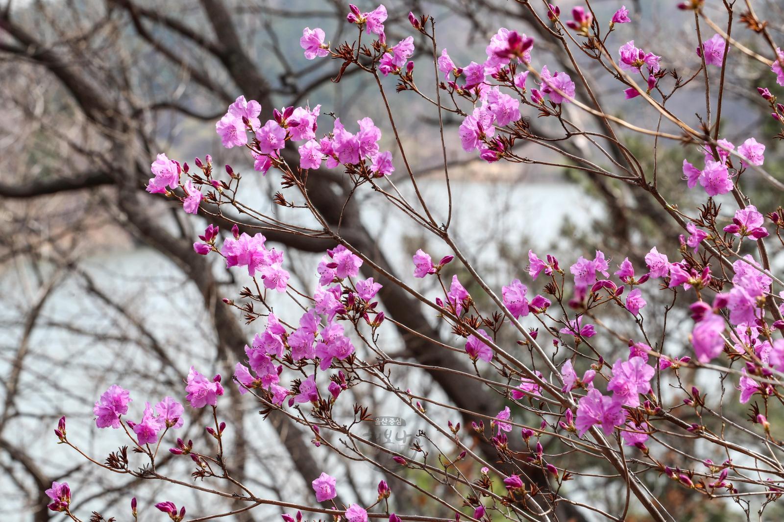 진달래꽃(선암호수공원) 의 사진