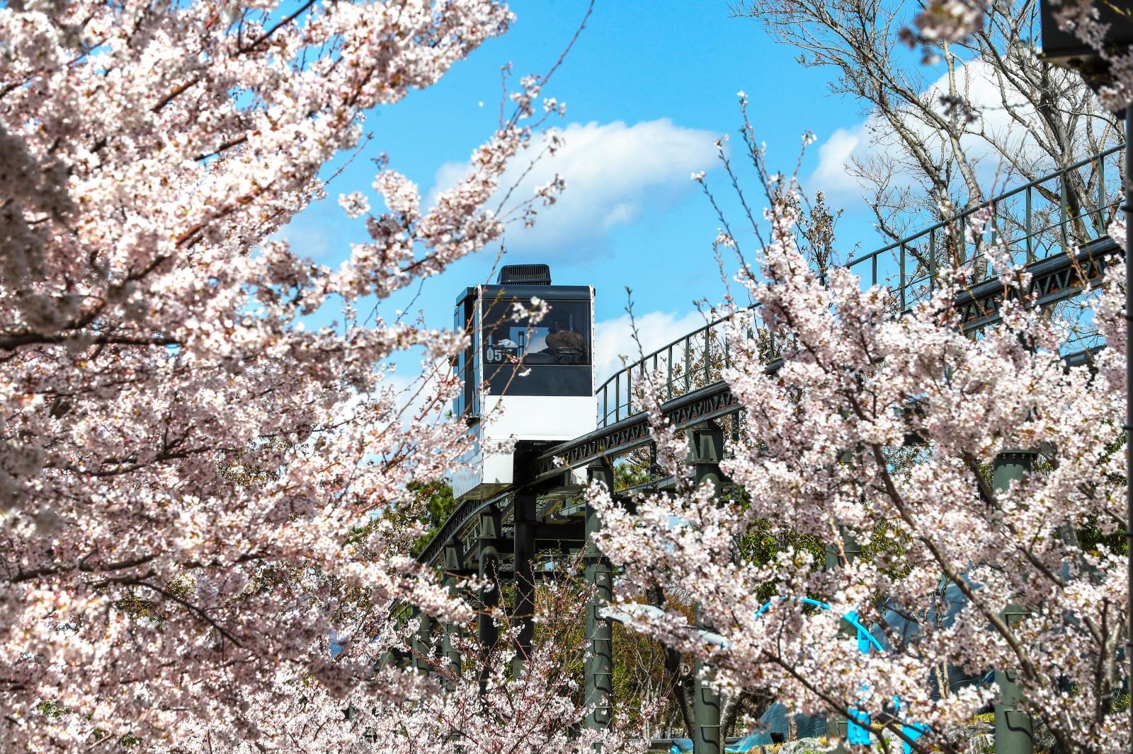 도심 벚꽃 명소 (고래문화마을) 의 사진