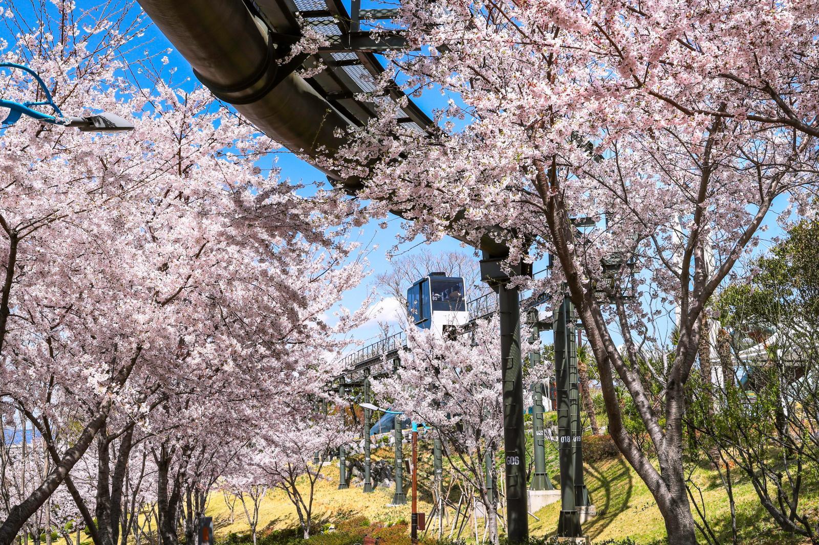 도심 벚꽃 명소 (고래문화마을) 의 사진