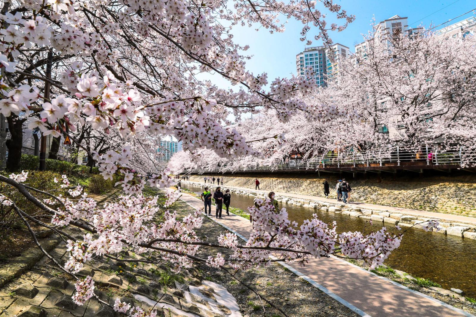 도심 벚꽃 명소(무거천) - 울남9경 의 사진