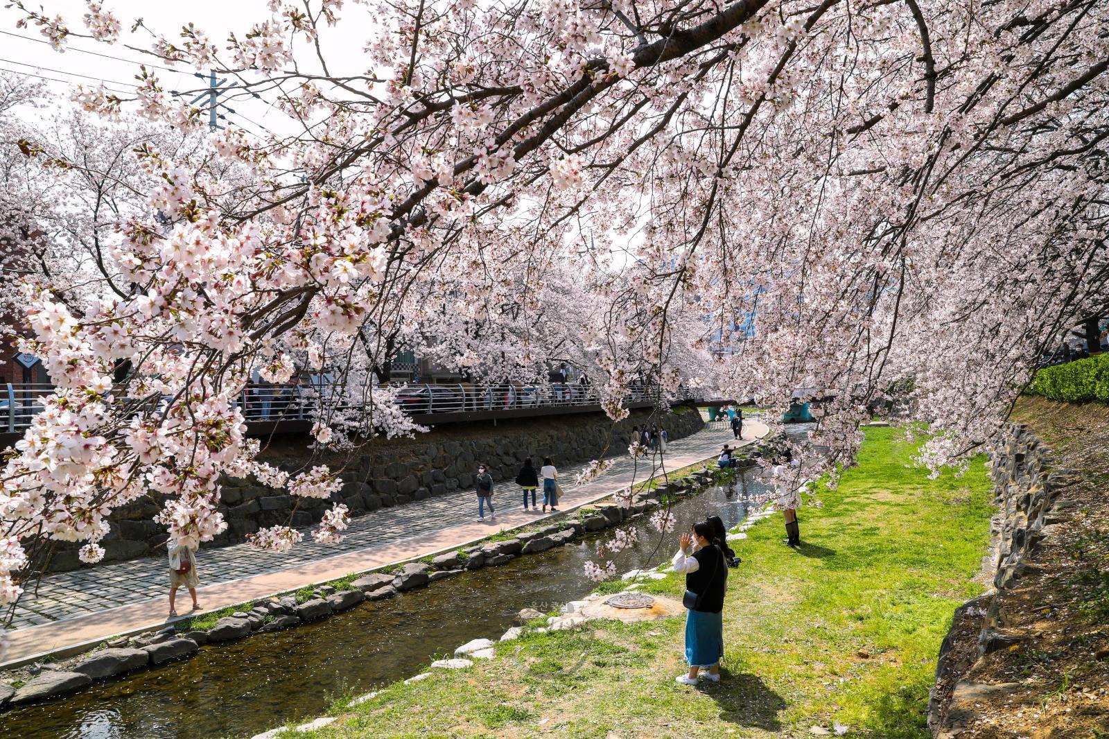 도심 벚꽃 명소(무거천) - 울남9경 의 사진