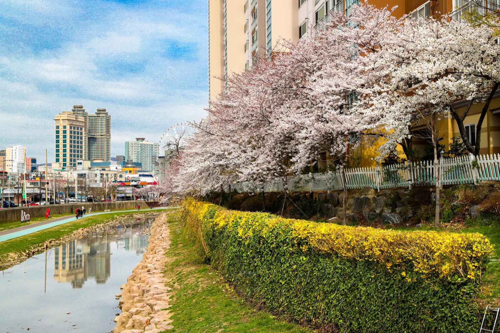 도심 벚꽃 명소(여천천) 의 사진