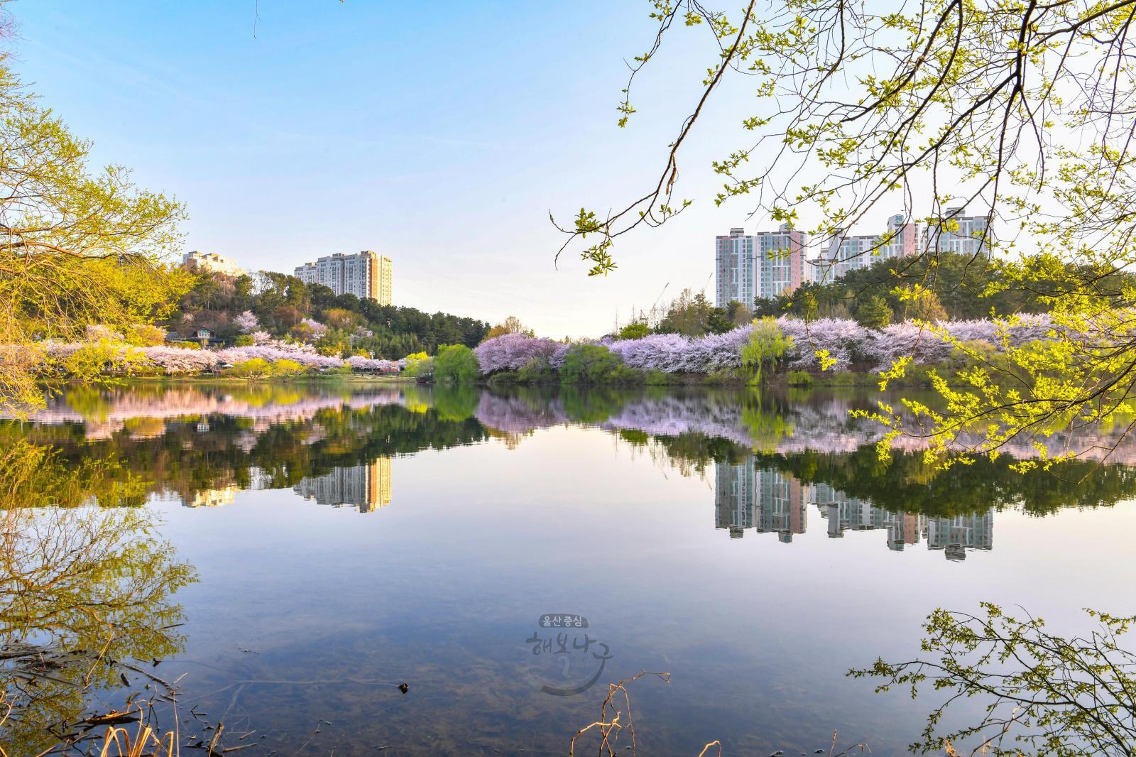 도심 벚꽃 명소(선암호수공원) - 울남9경 의 사진