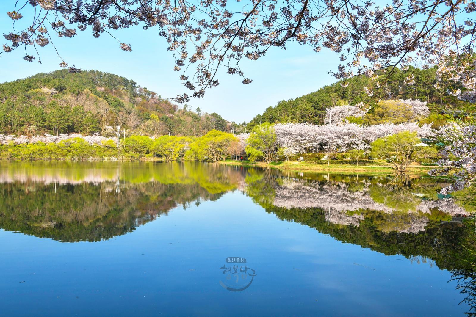 도심 벚꽃 명소(선암호수공원) - 울남9경 의 사진
