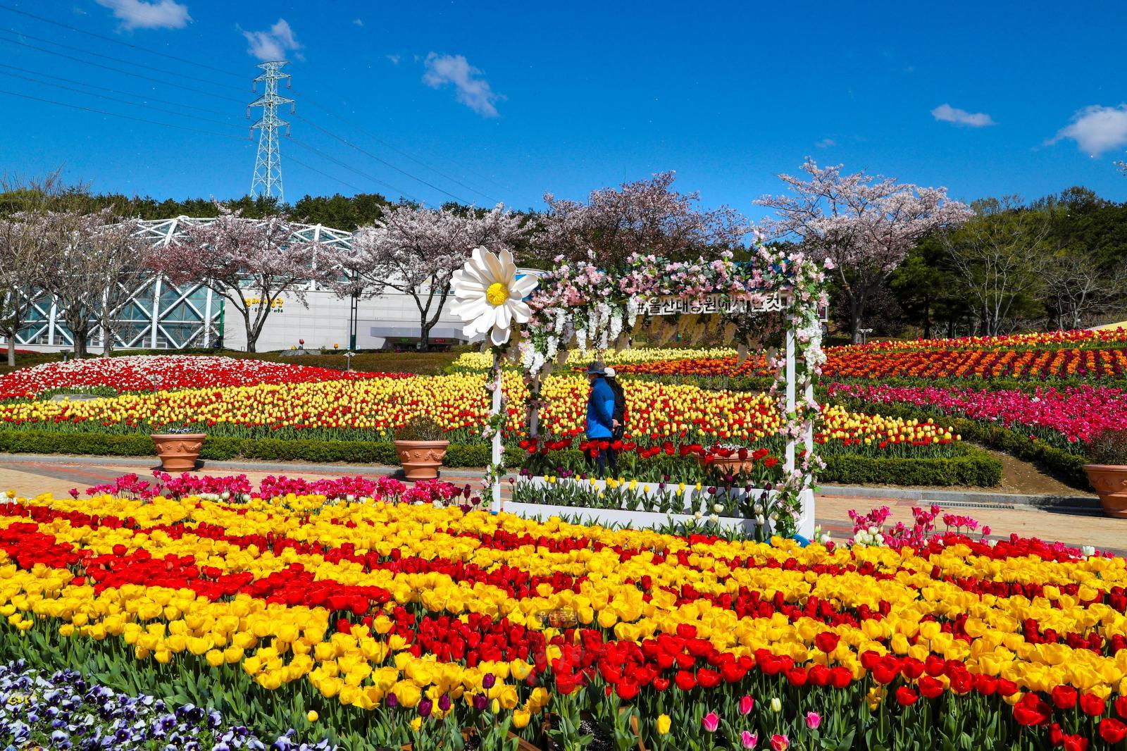 튤립꽃(울산대공원) 의 사진