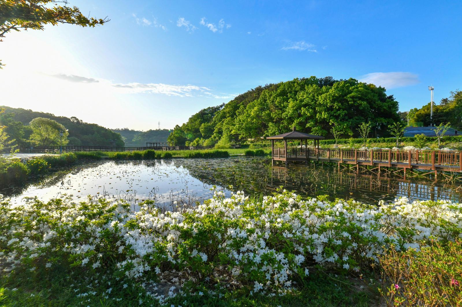 선암호수공원(제2연꽃지) - 울남9경 의 사진