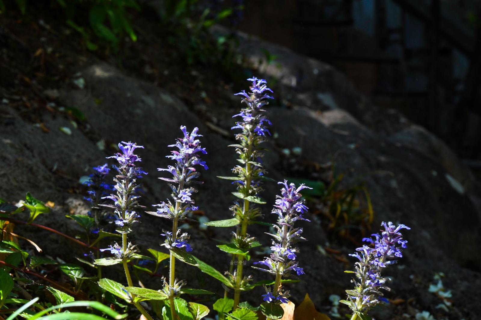 솔마루길 야생화 - 조개나물꽃 의 사진