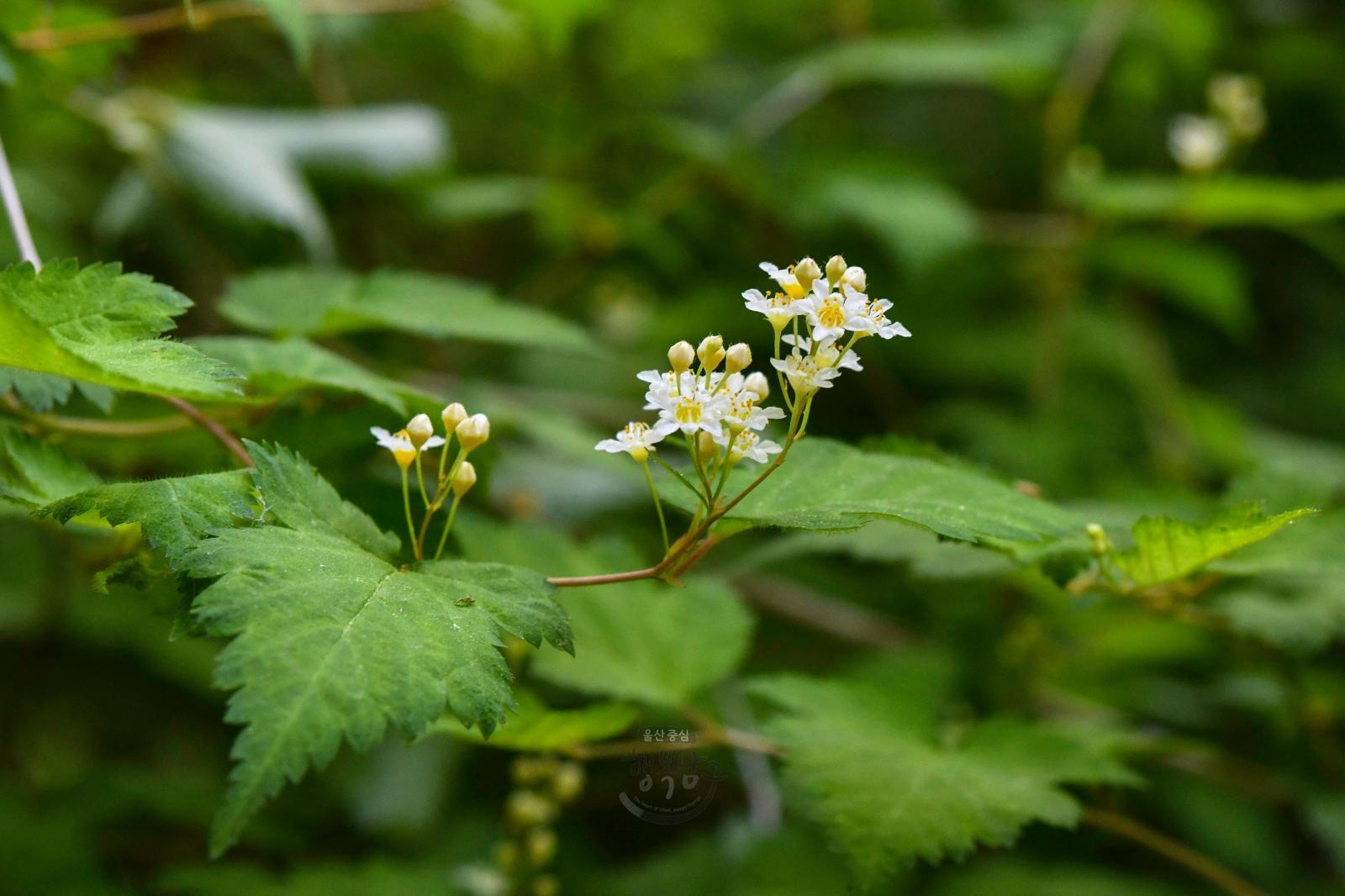 솔마루길 야생화 - 국수나무꽃 의 사진