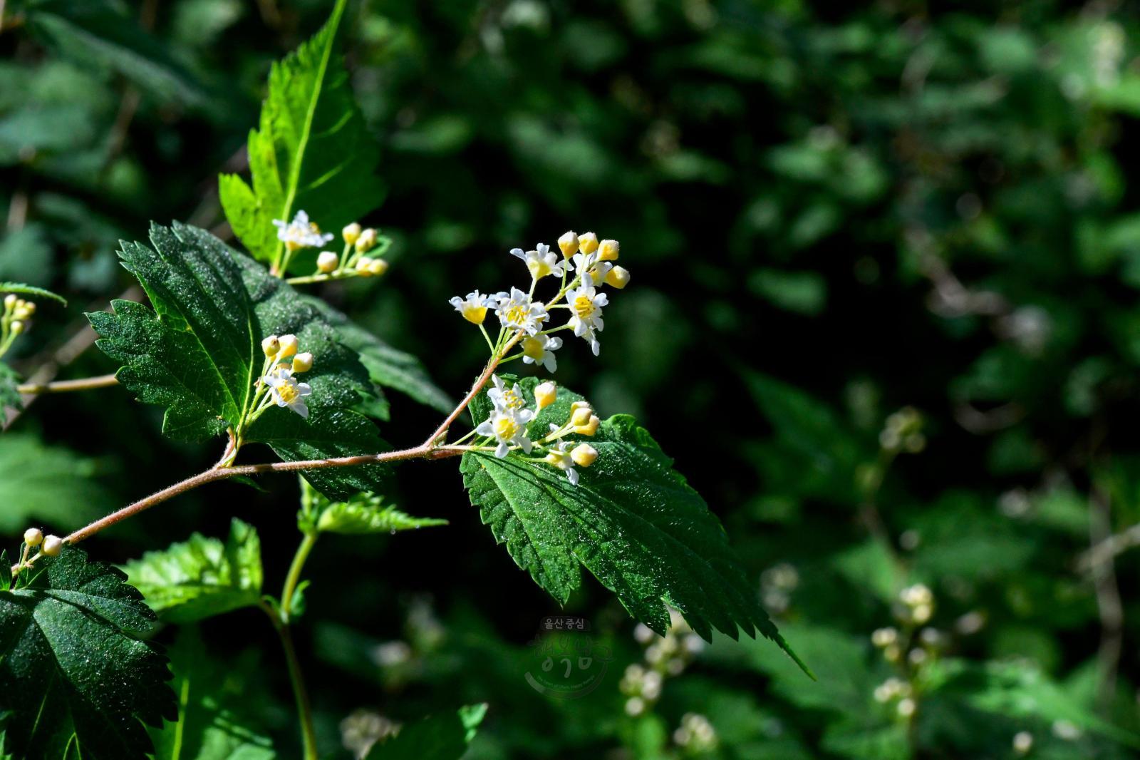 솔마루길 야생화 - 국수나무꽃 의 사진