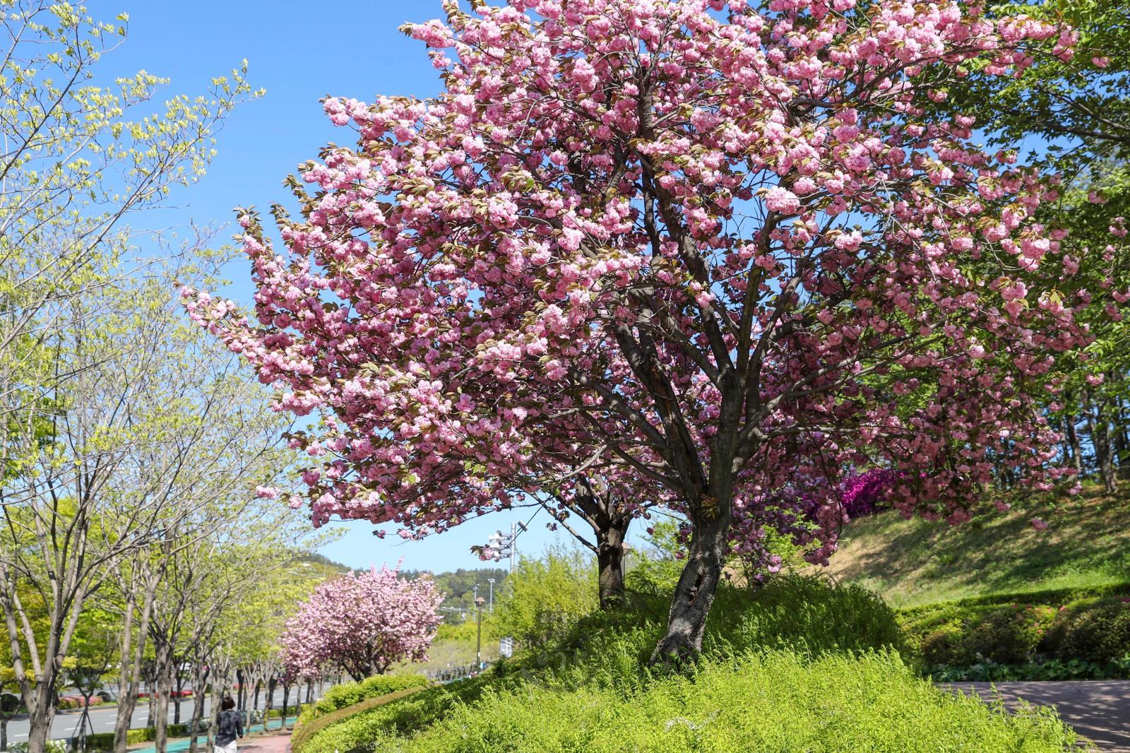 겹벚꽃(울산체육공원) 의 사진