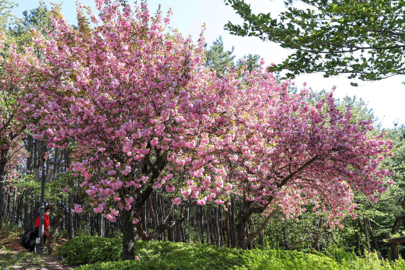 겹벚꽃(울산체육공원) 의 사진