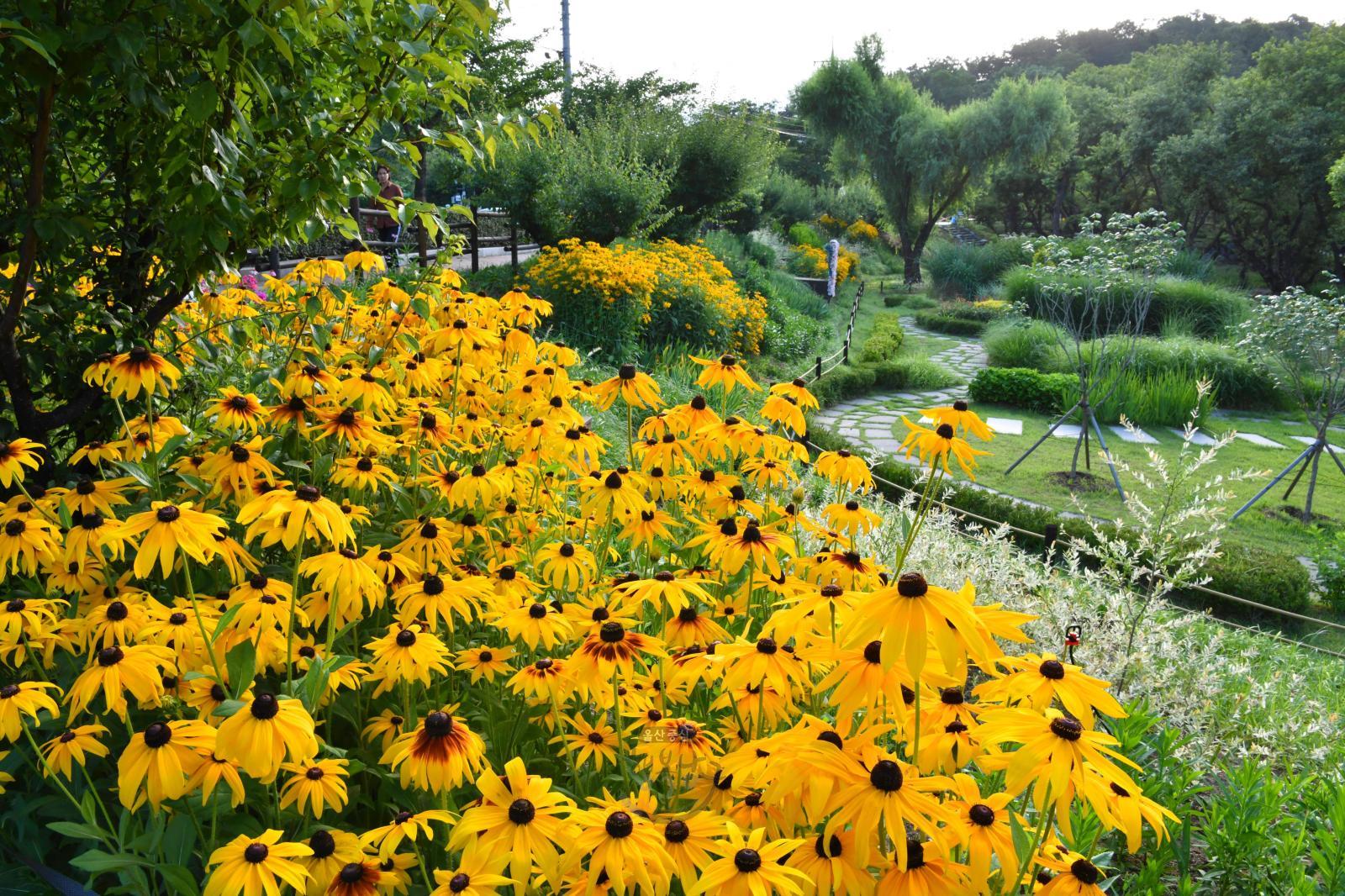 생태학습장(여름) 루드베키아꽃 의 사진