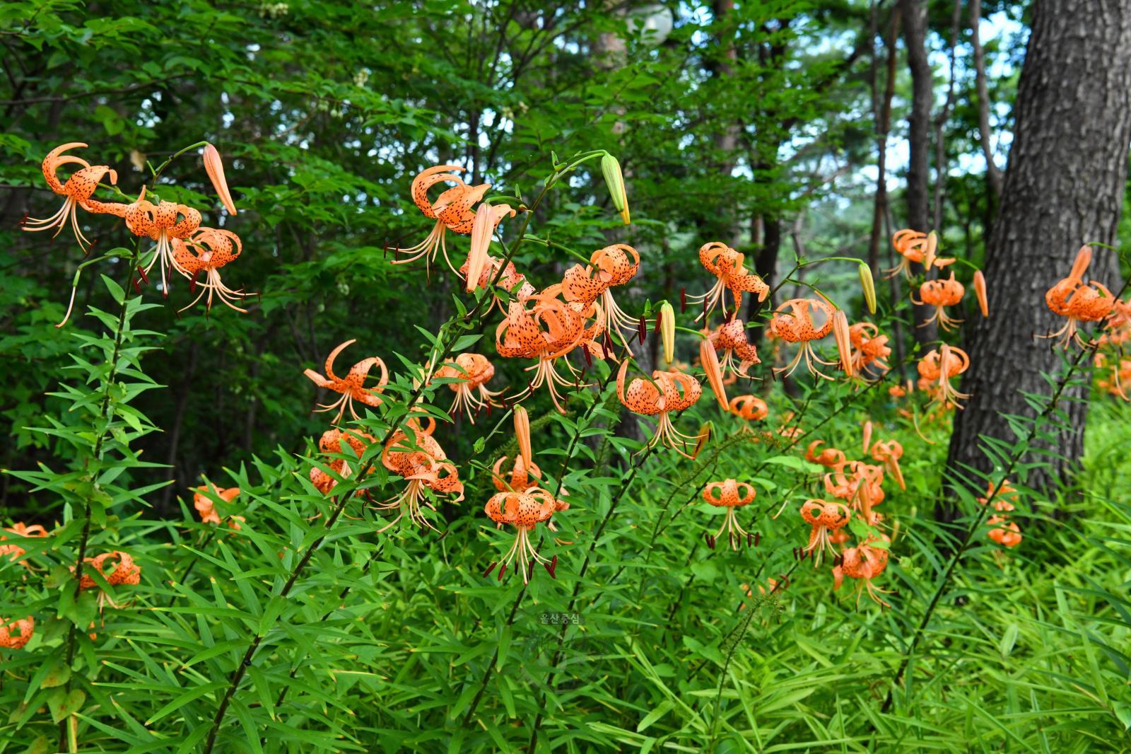 선암호수공원 테마쉼터(참나리꽃) - 울남9경 의 사진