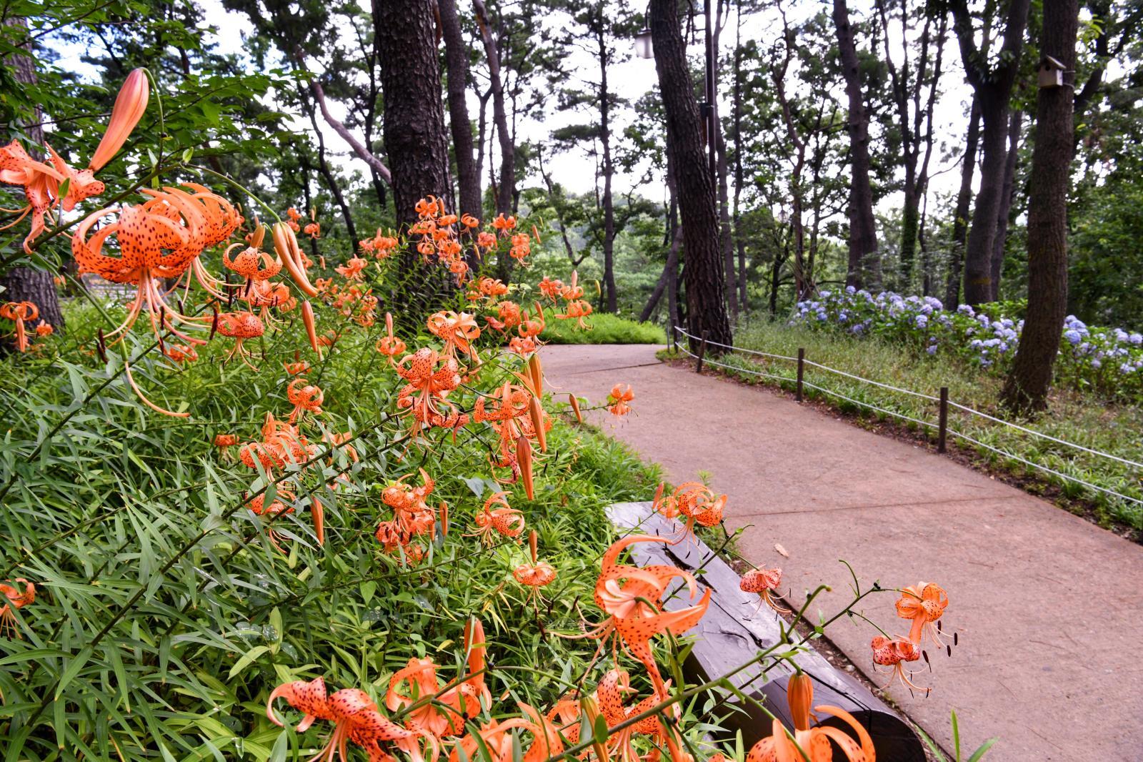 선암호수공원 테마쉼터(참나리꽃) - 울남9경 의 사진