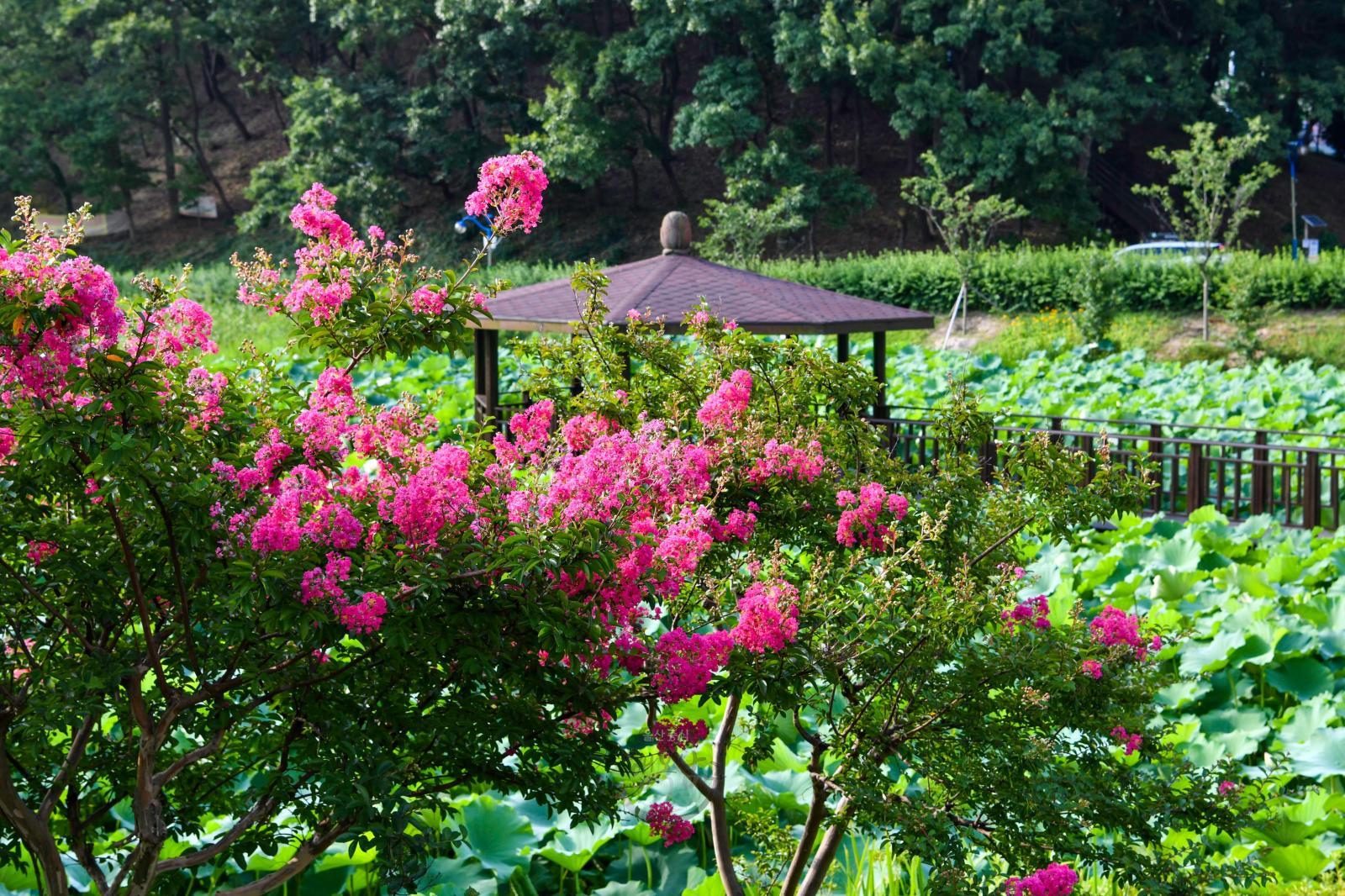 선암호수공원 제2연꽃지(여름) 의 사진