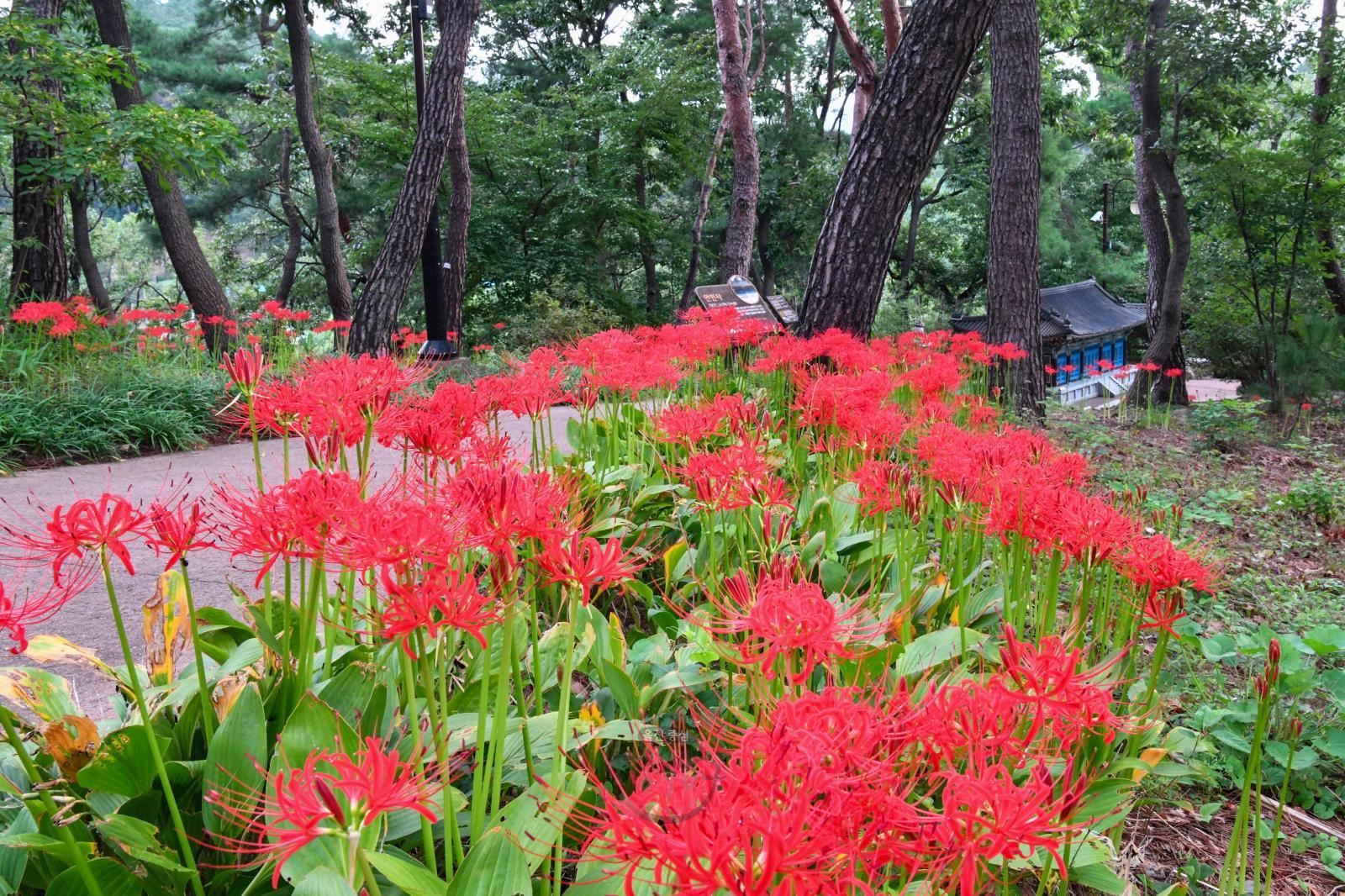 꽃무릇(선암호수공원) - 울남9경 의 사진
