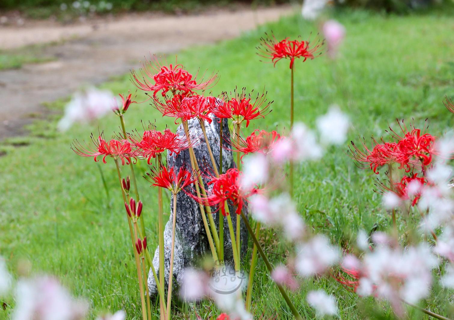꽃무릇(선암호수공원) - 울남9경 의 사진