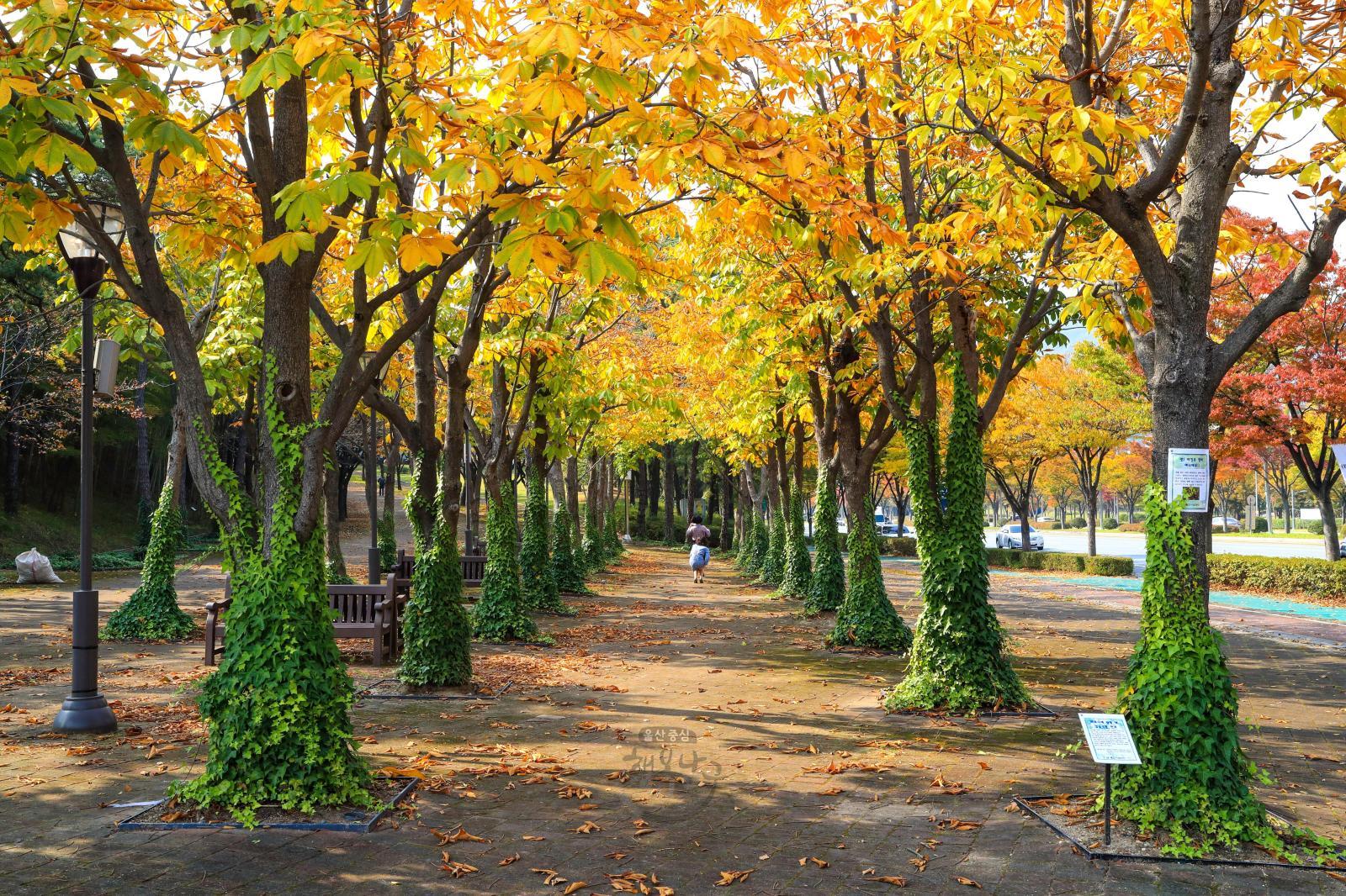 울산체육공원 마로니에광장 - 울남9경 의 사진