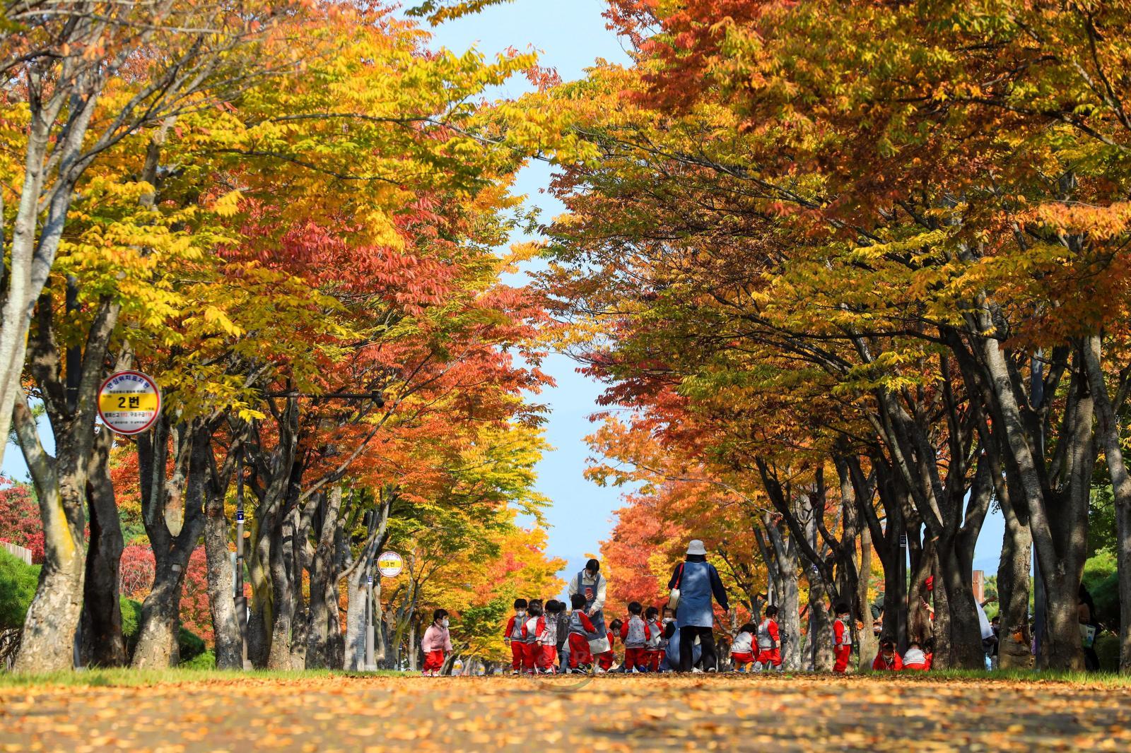 울산체육공원 조망산책로 가을단풍 - 울산9경 의 사진
