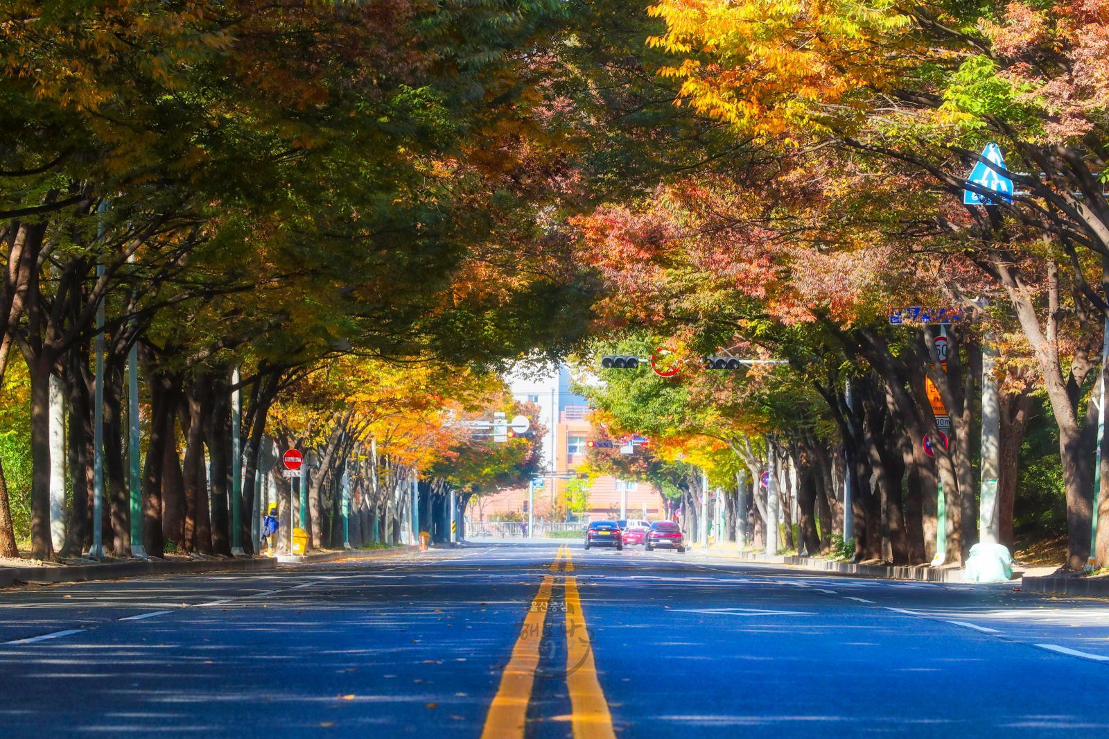 가을단풍(신화로) 의 사진