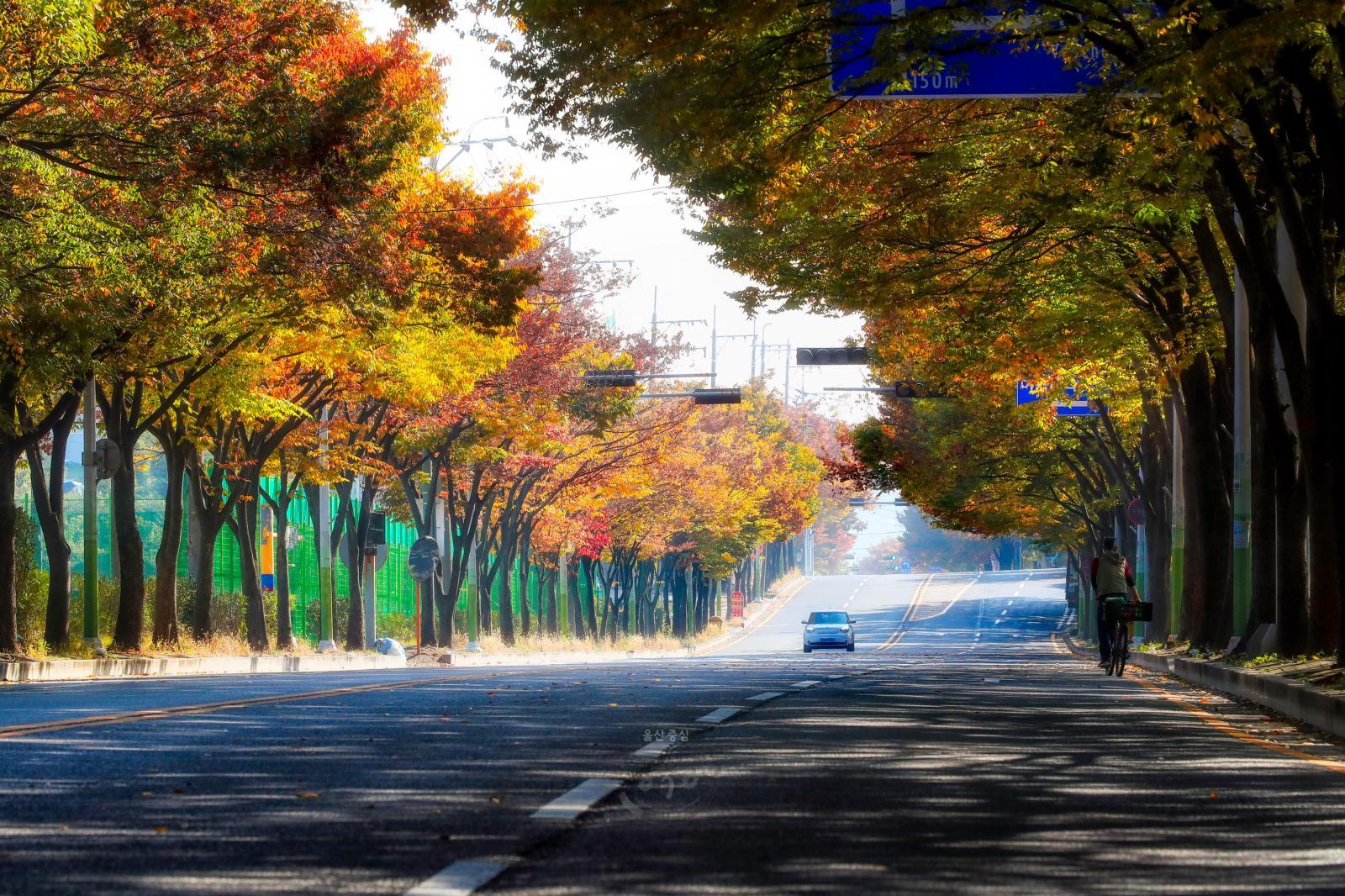 가을단풍(신화로) 의 사진