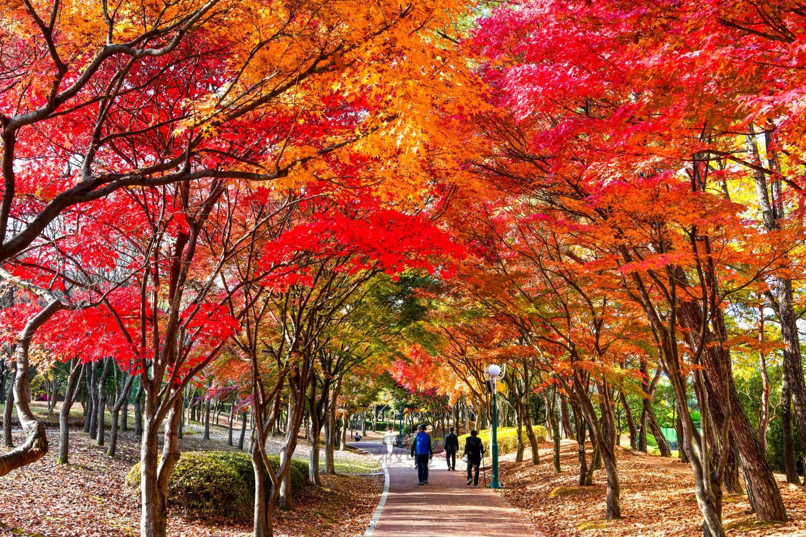 가을단풍의 향연(울산대공원) 의 사진