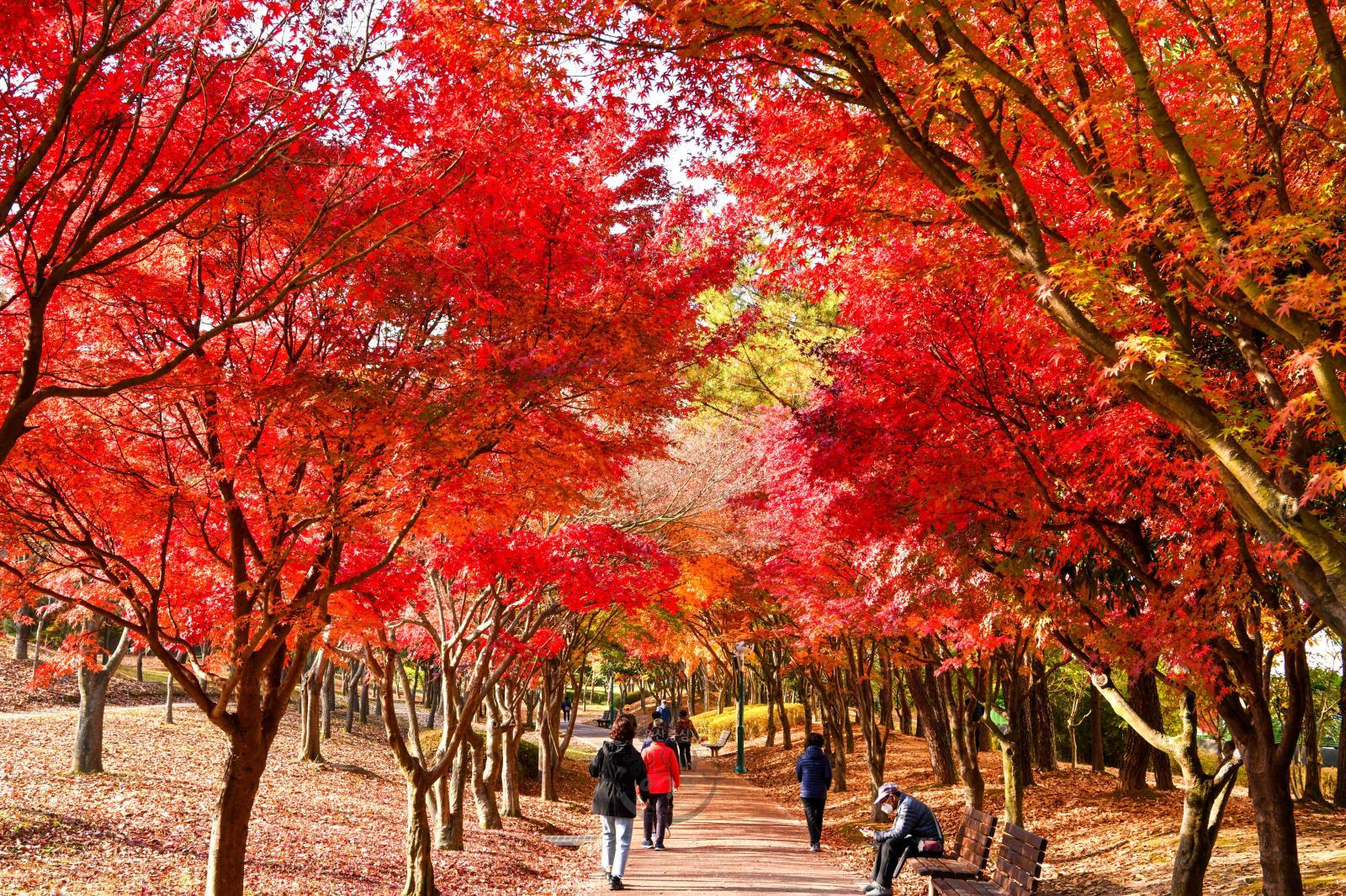 가을단풍의 향연(울산대공원) 의 사진