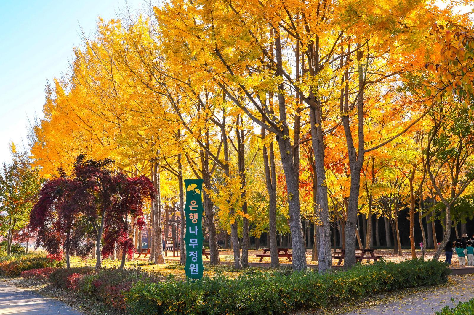 은행나무정원 가을풍경 - 태화강철새공원 의 사진