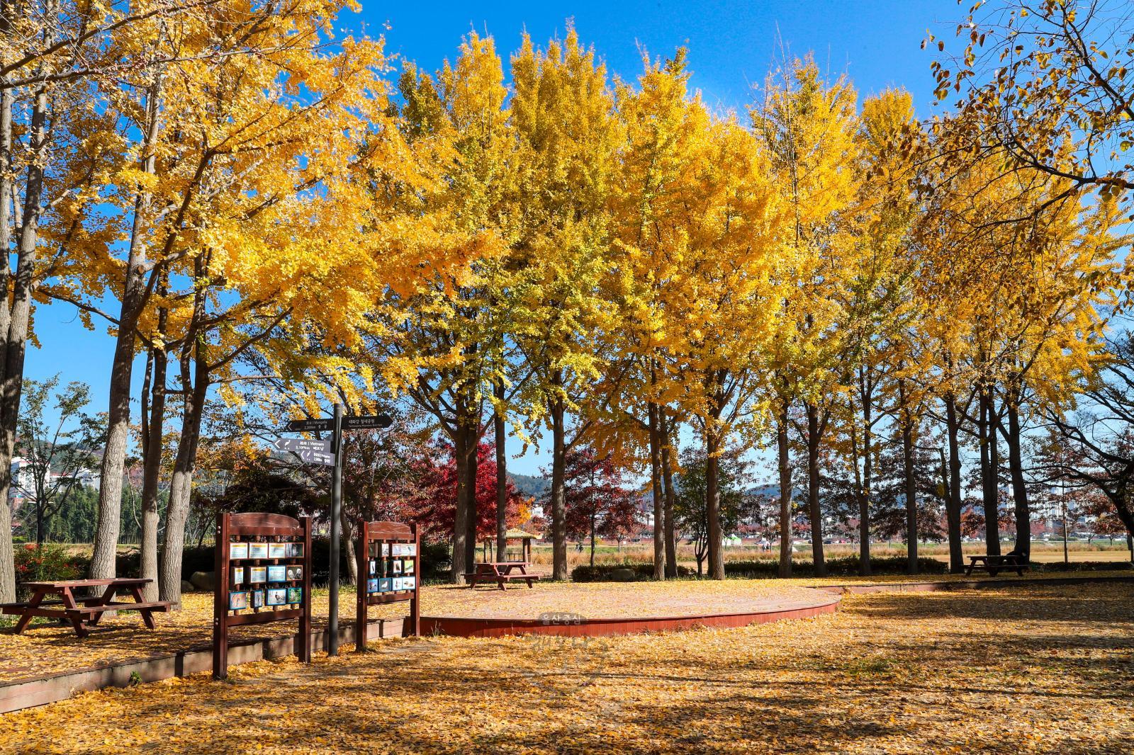 은행나무정원 가을풍경 - 태화강철새공원 의 사진