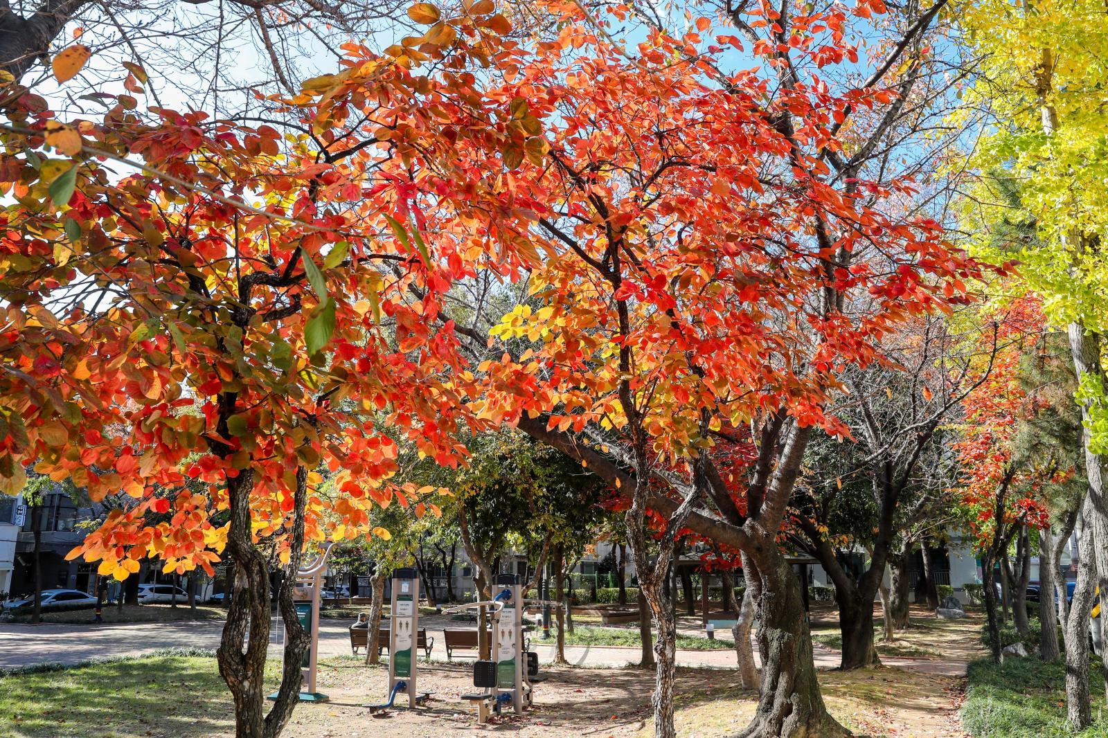 마단공원 가을풍경 의 사진