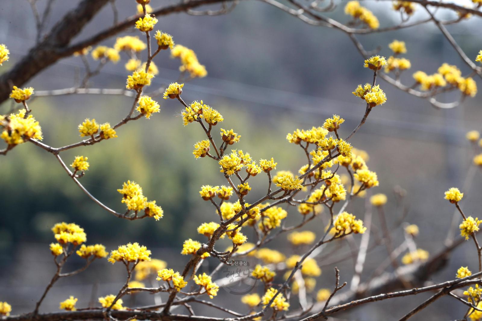 산수유 꽃(선암호수공원) 의 사진