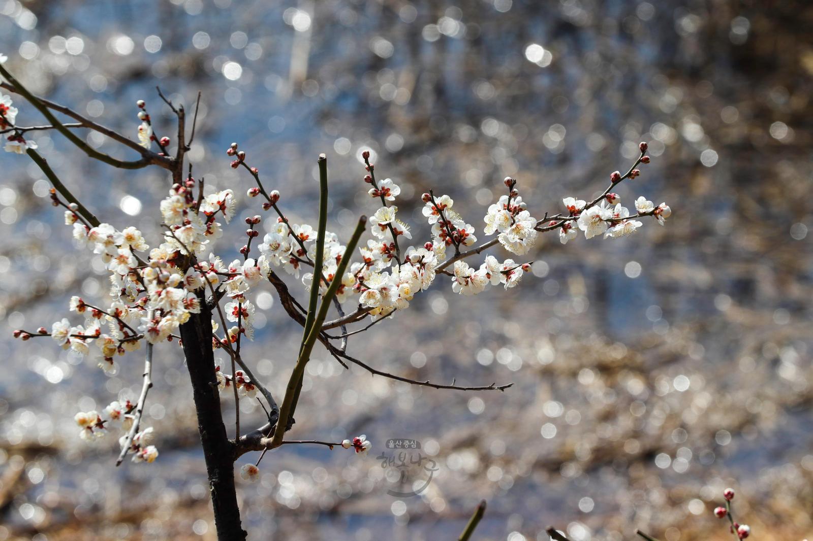 선암호수공원 매화꽃 의 사진