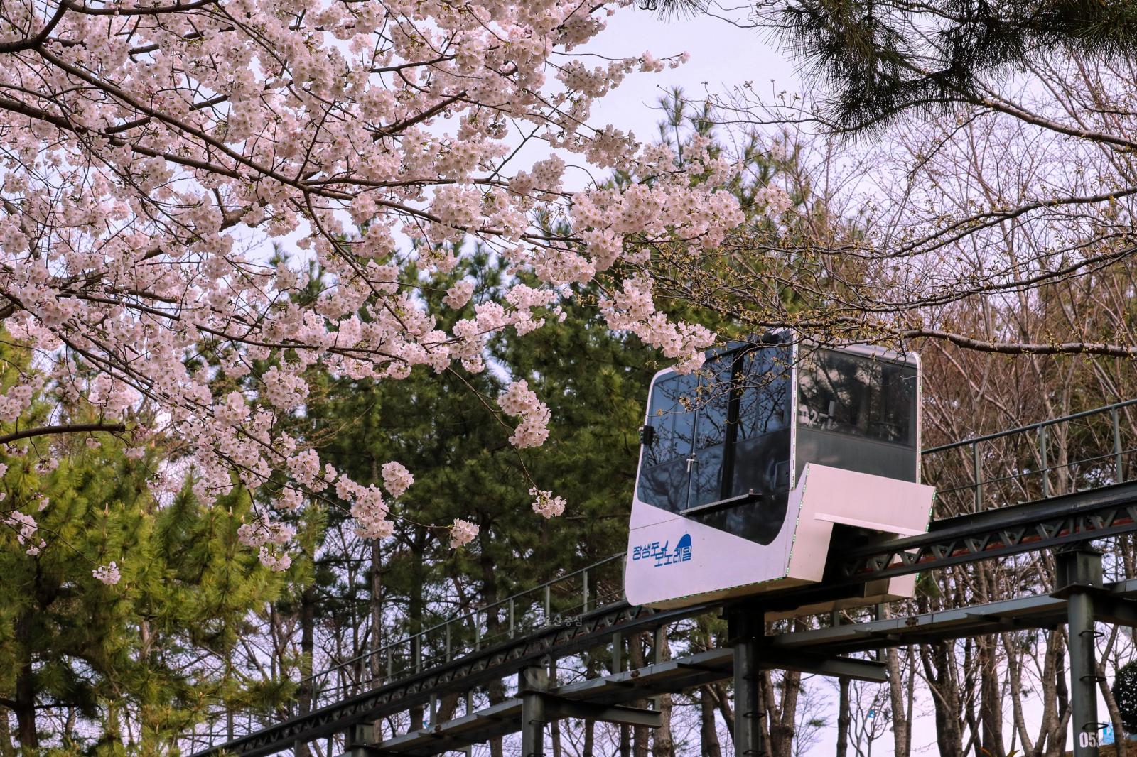 벚꽃(고래문화마을) 의 사진