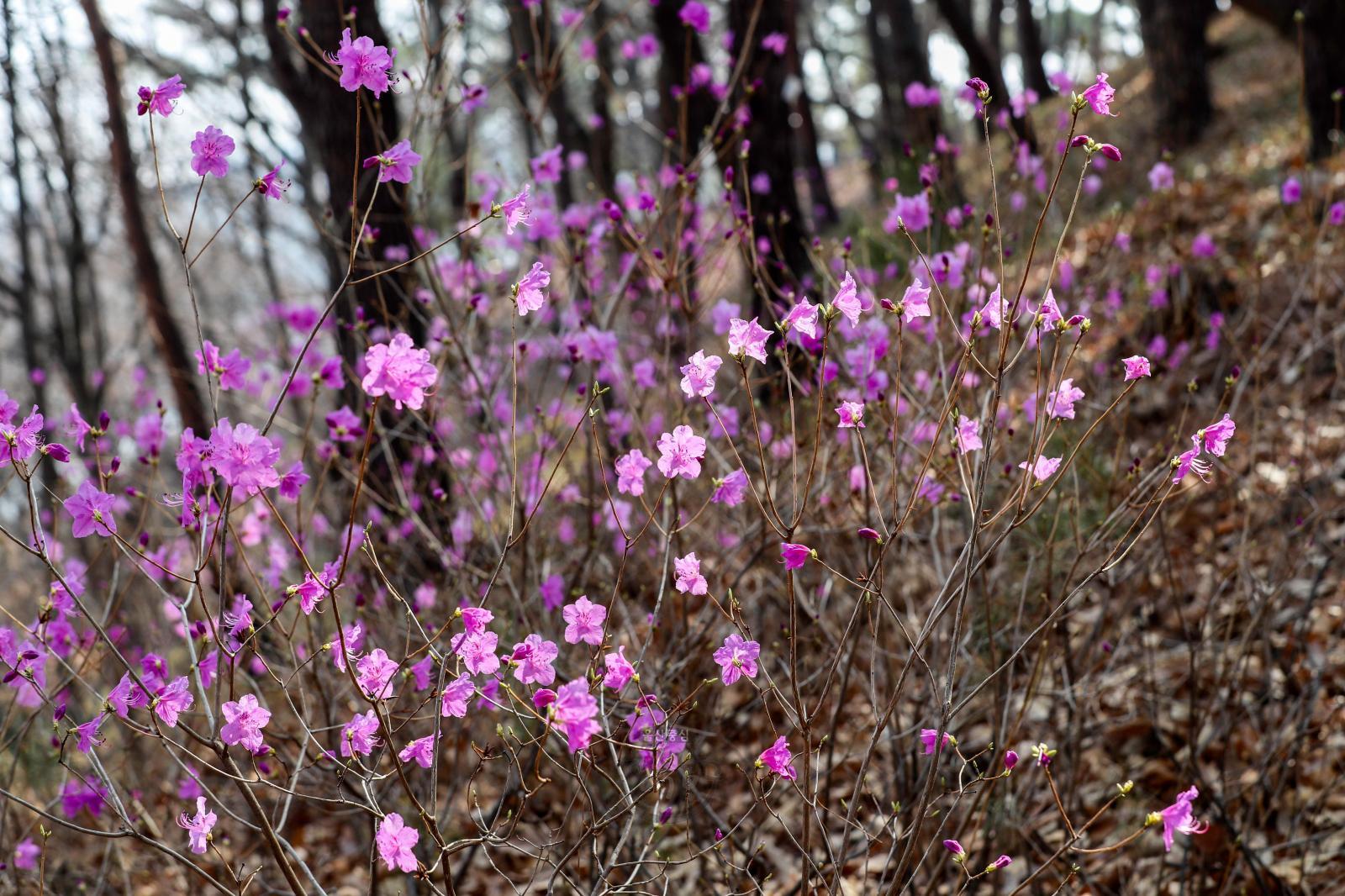 선암호수공원 테마쉼터(진달래꽃) - 울남9경 의 사진