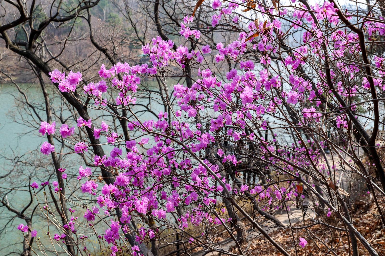 선암호수공원 테마쉼터(진달래꽃) - 울남9경 의 사진