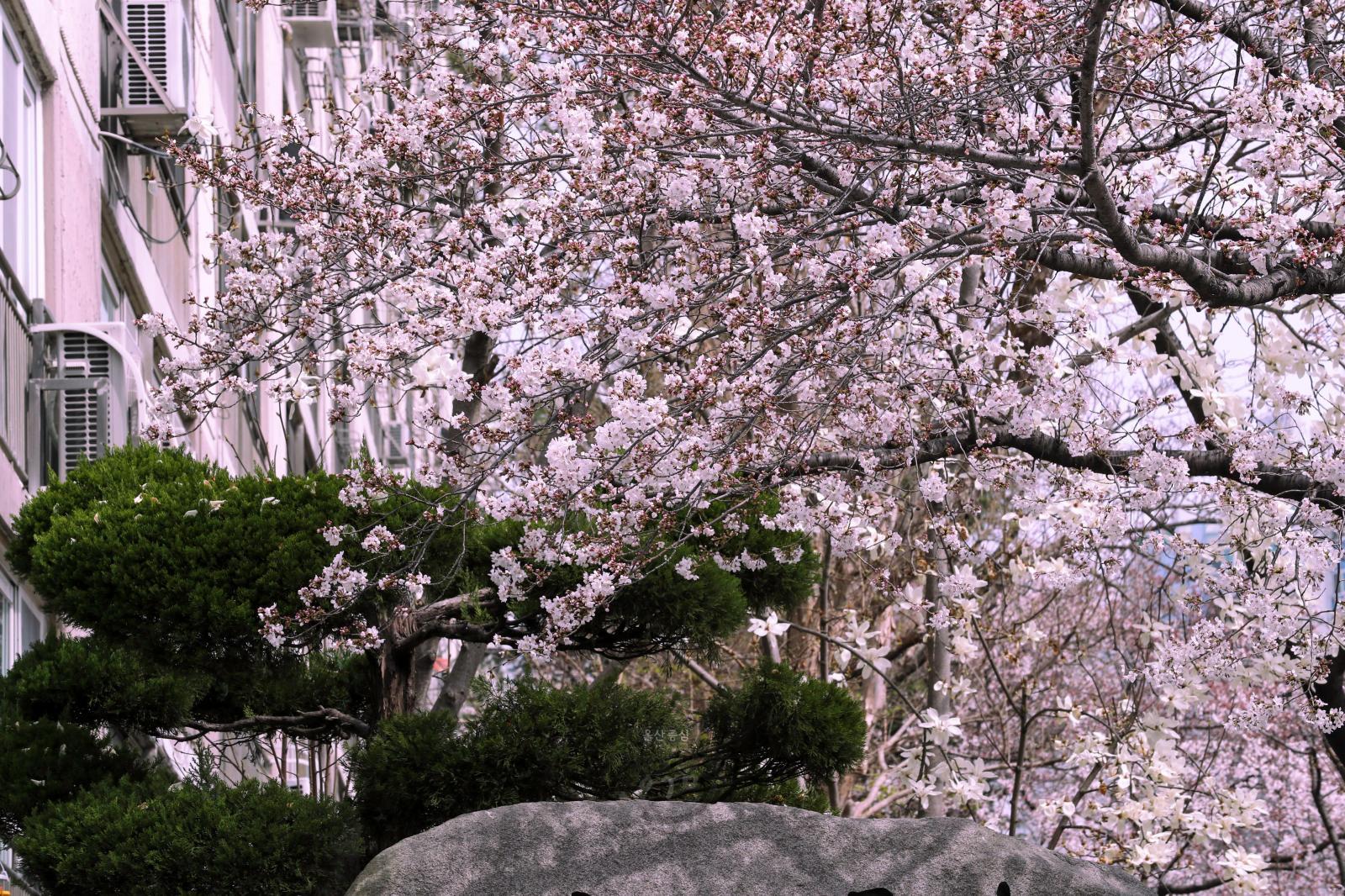 벚꽃 개화(월평로) 의 사진