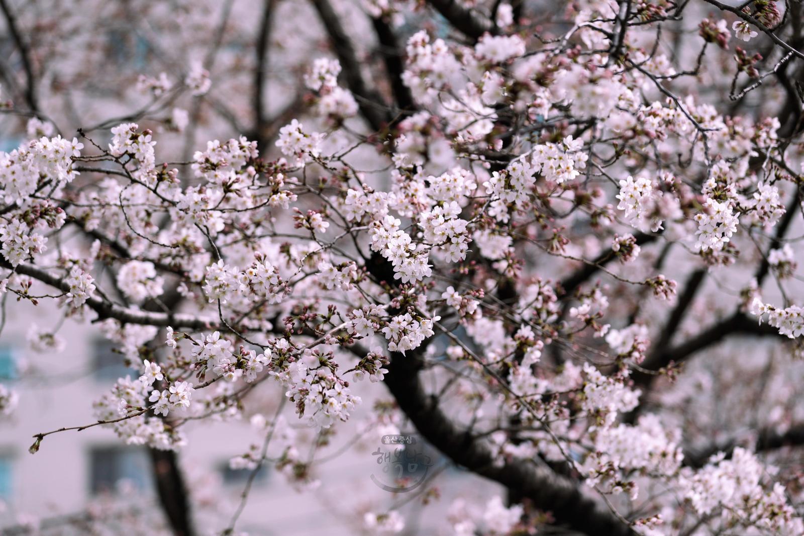 벚꽃 개화(월평로) 의 사진