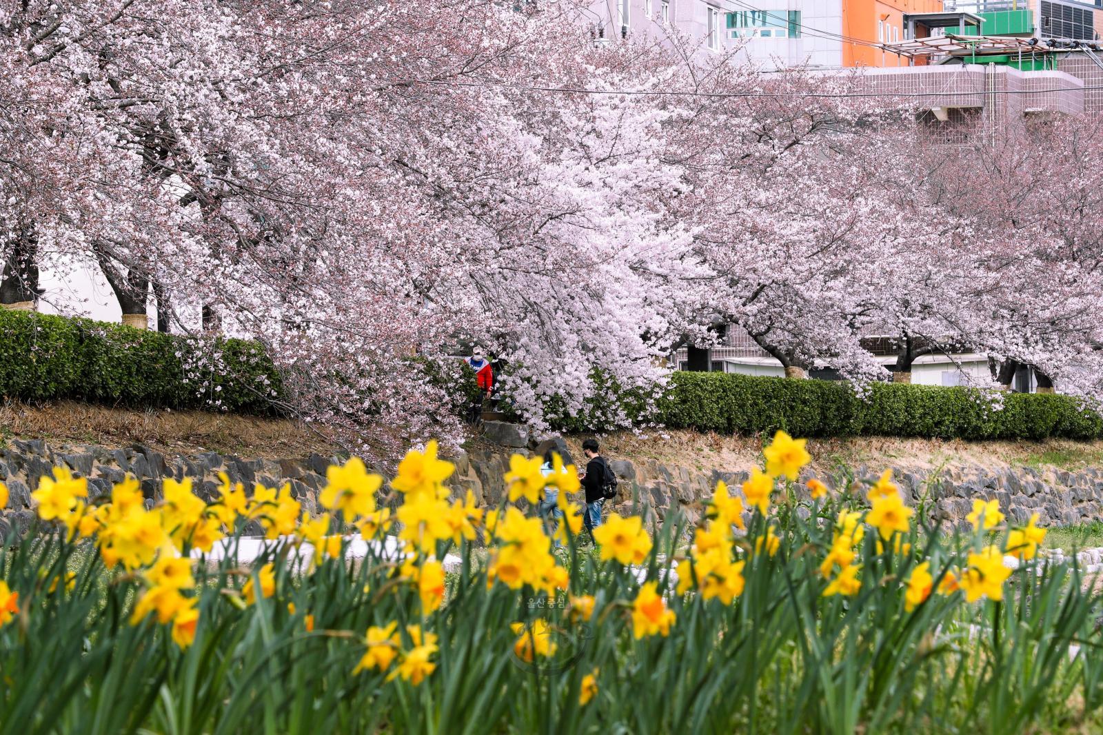무거천 벚꽃 -울남9경 의 사진