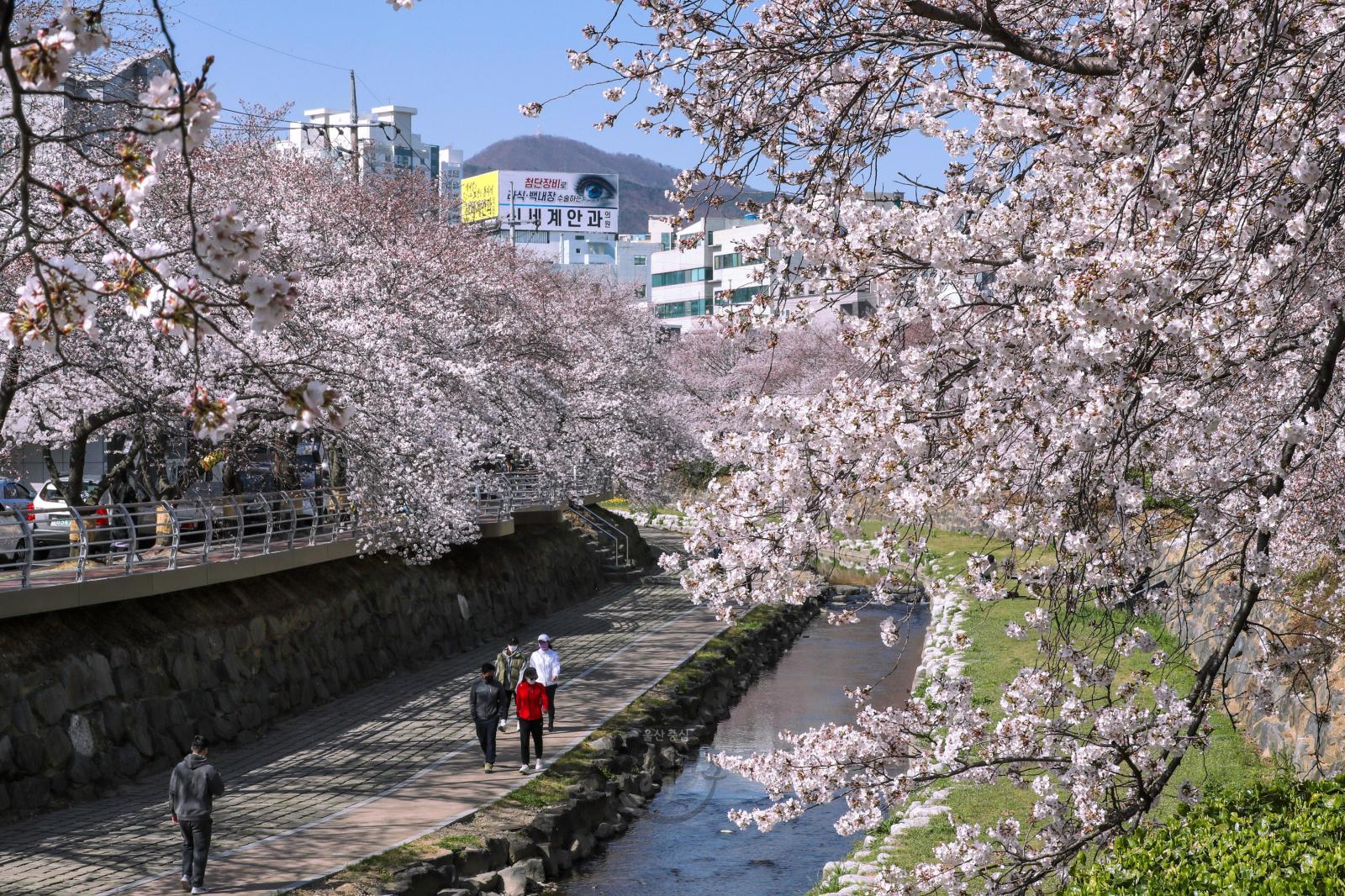 무거천 벚꽃 -울남9경 의 사진
