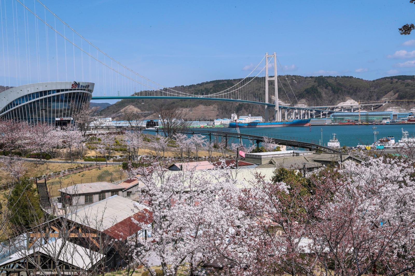고래문화마을 벚꽃 의 사진