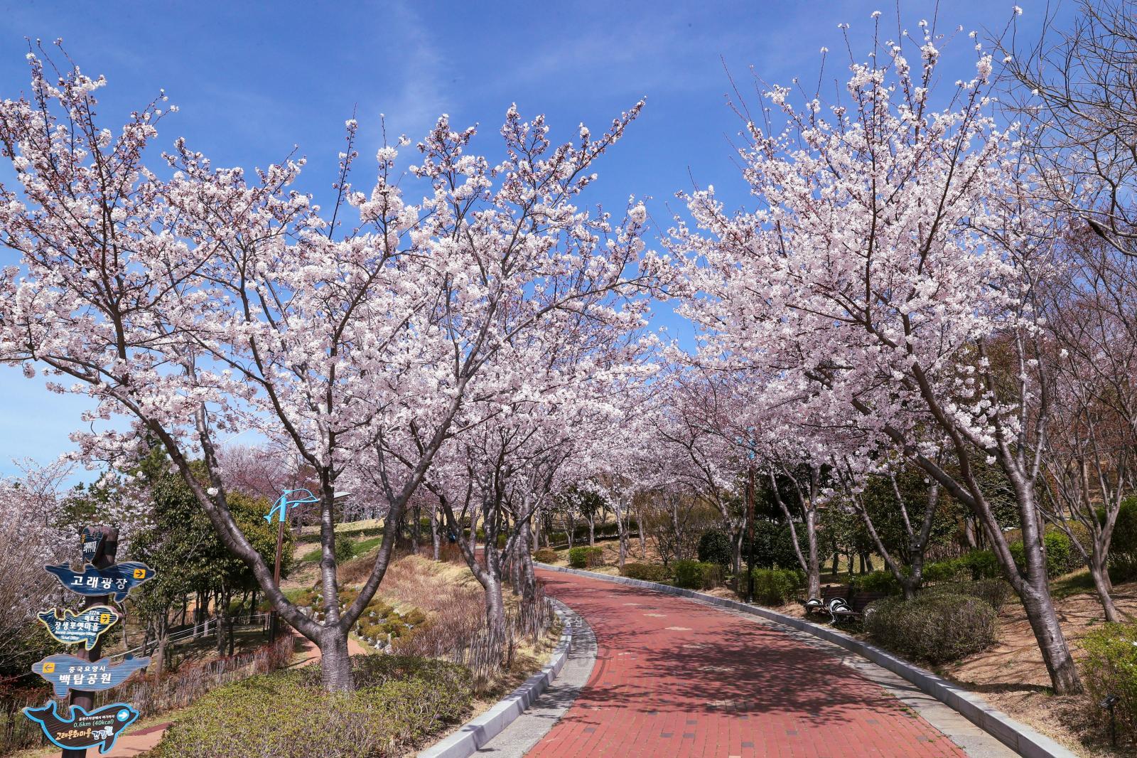 고래문화마을 벚꽃 의 사진