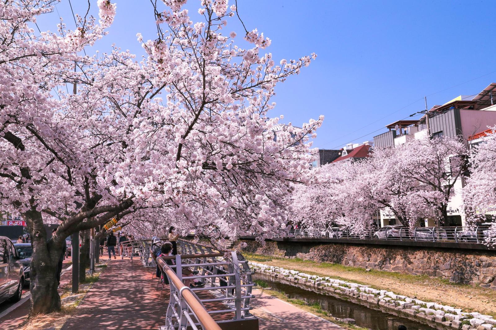 궁거랑 벚꽃길 - 울남9경 의 사진