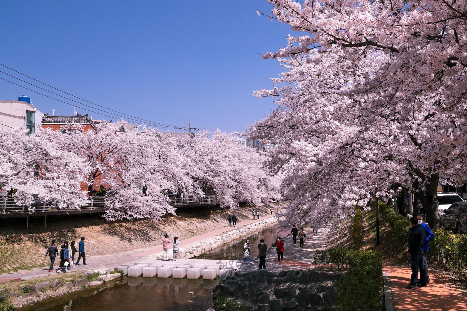 궁거랑 벚꽃길 - 울남9경 의 사진