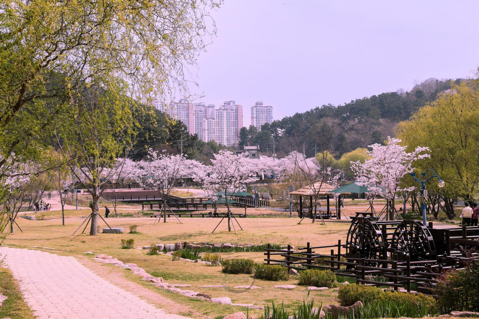 선암호수공원(봄 풍경) - 울남9경 의 사진