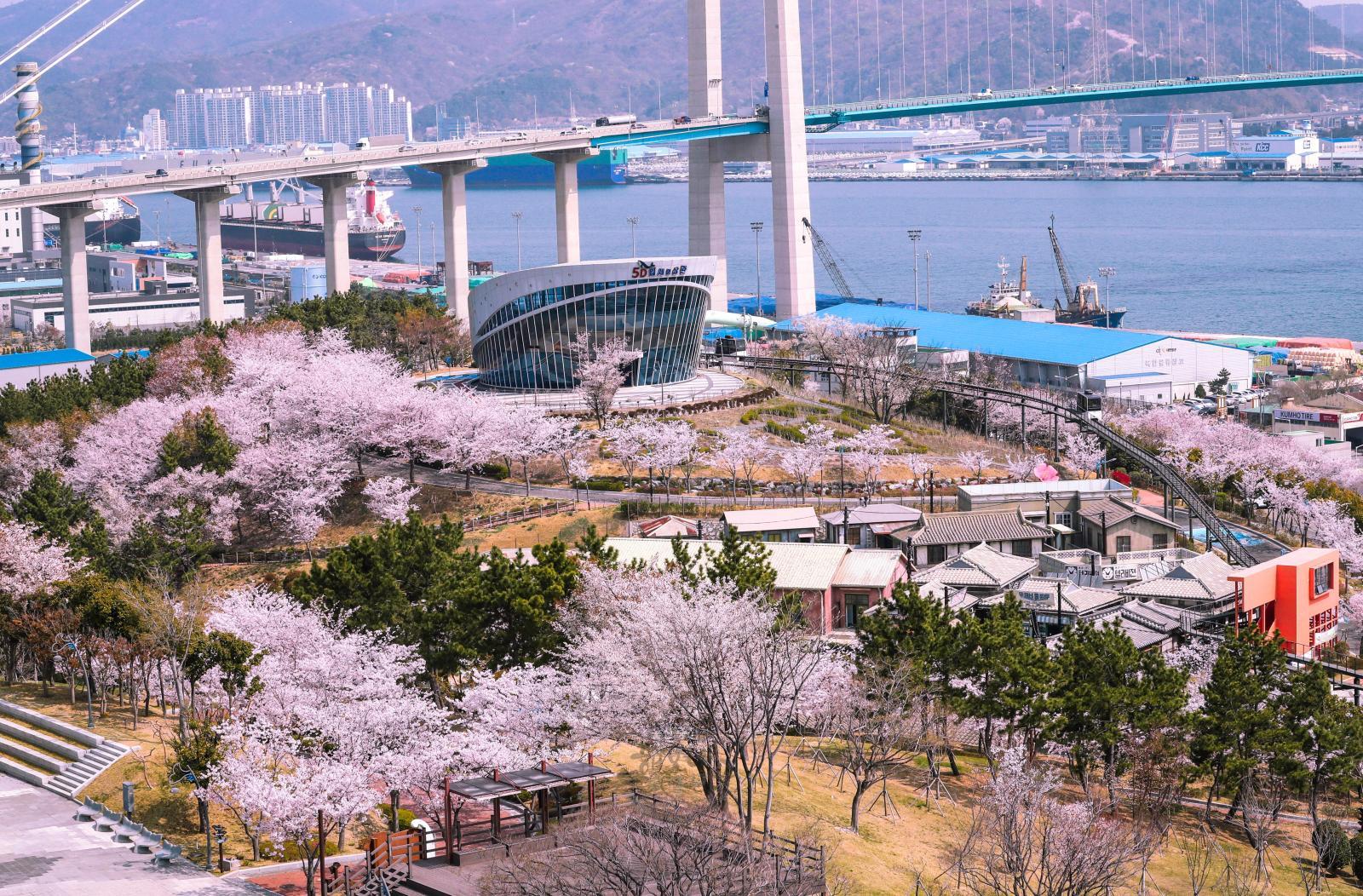고래문화마을 벚꽃 전경 의 사진