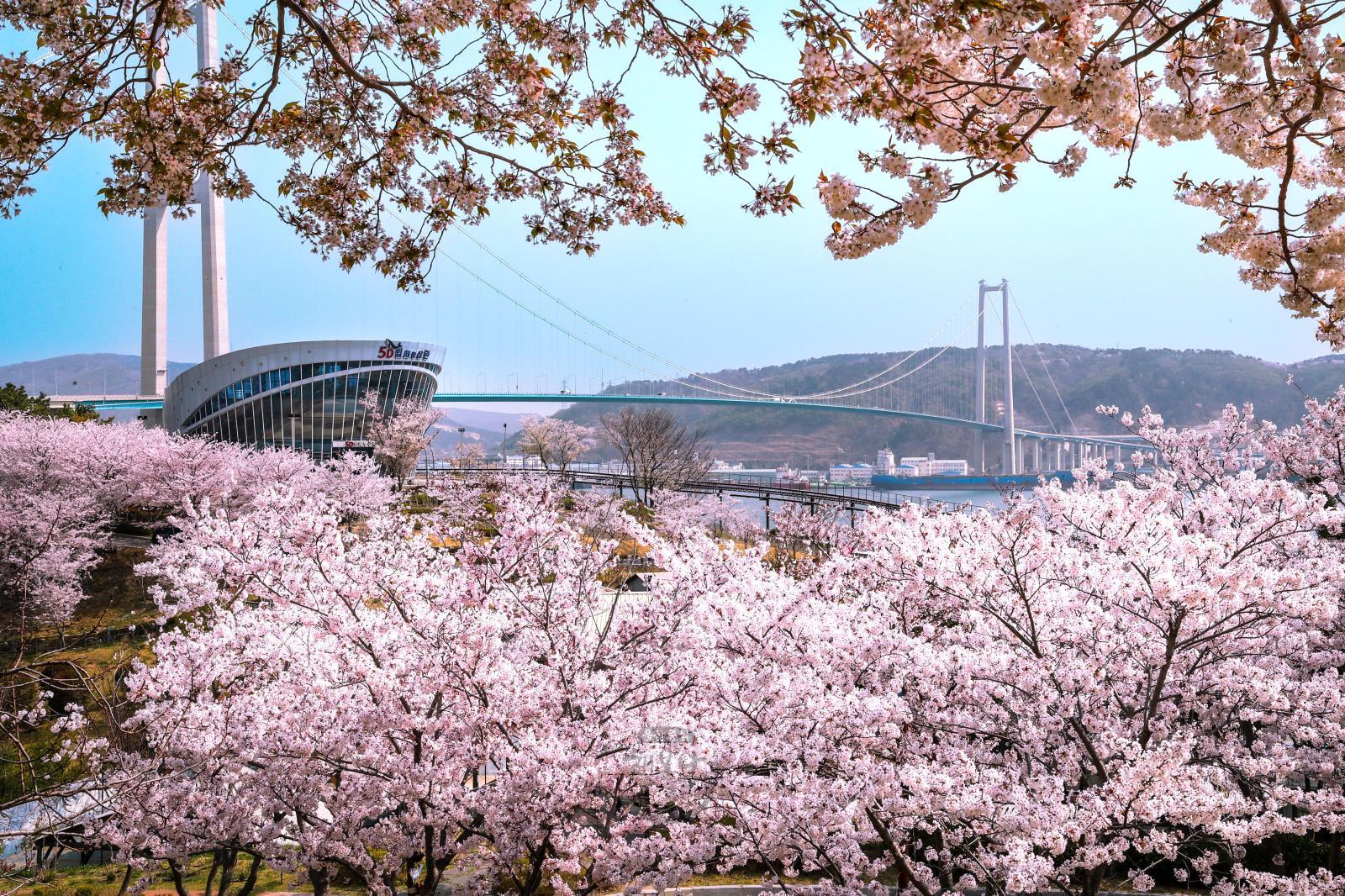 고래문화마을 벚꽃 전경 의 사진