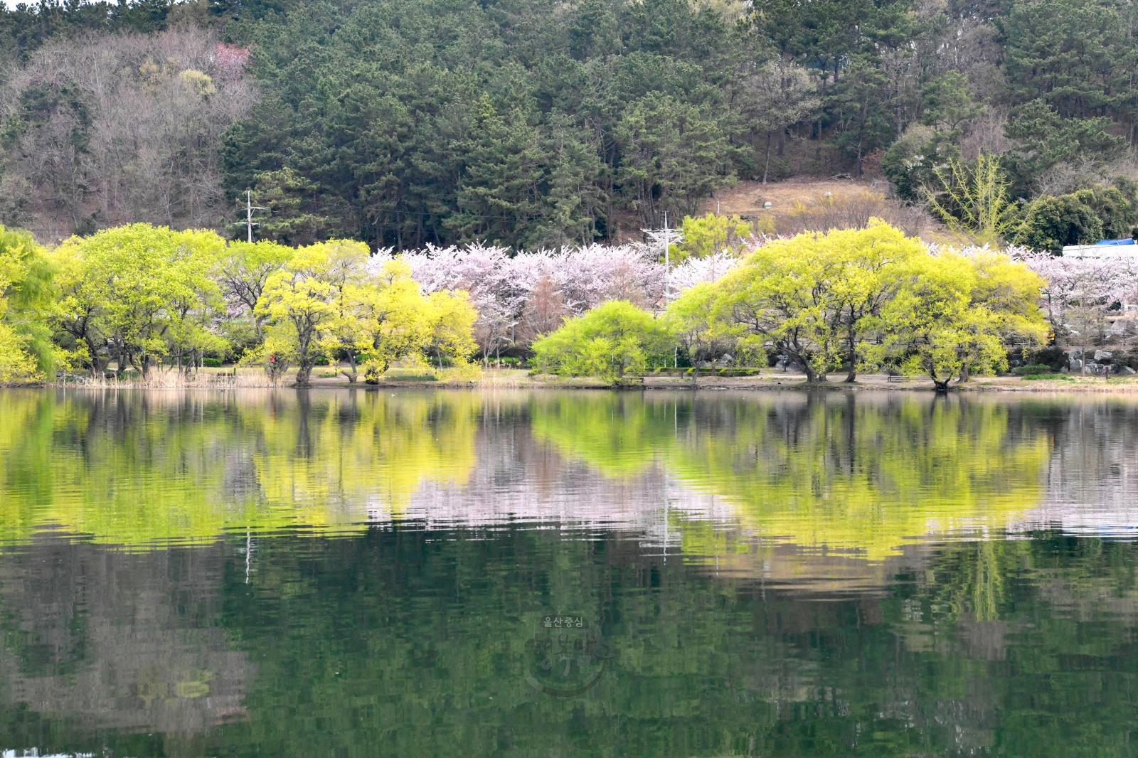 벚꽃 반영(선암호수공원) - 울남9경 의 사진