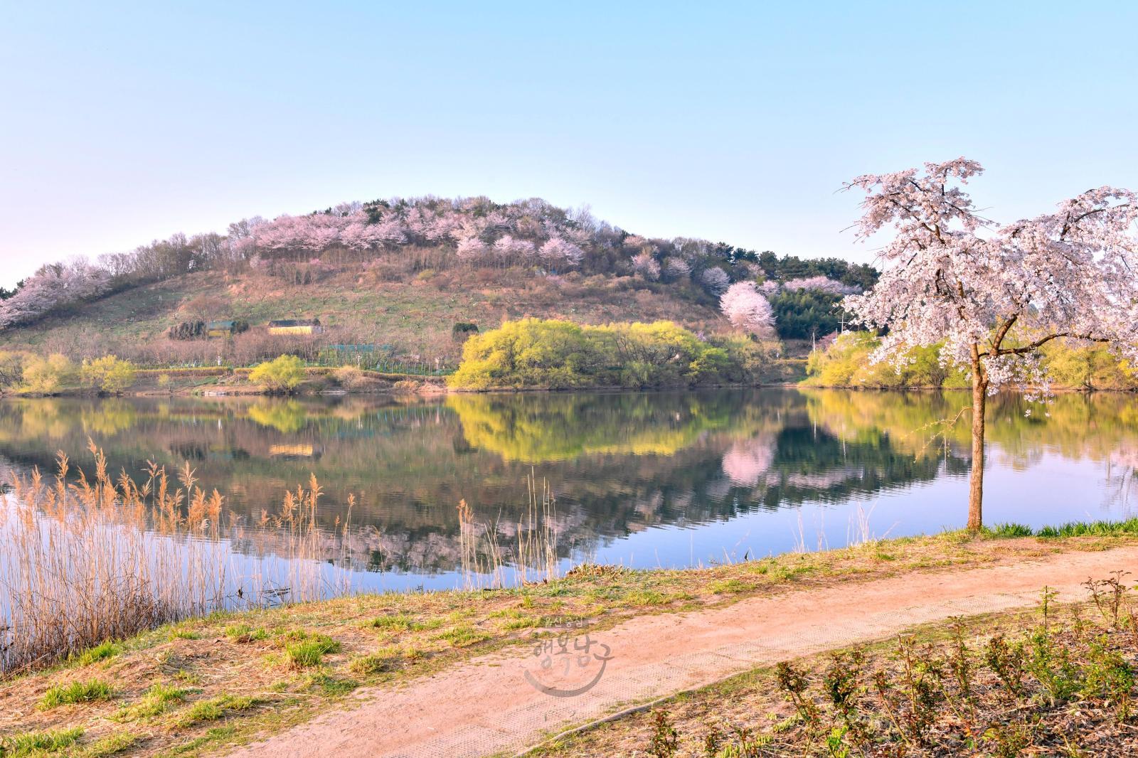 벚꽃 반영(선암호수공원) - 울남9경 의 사진