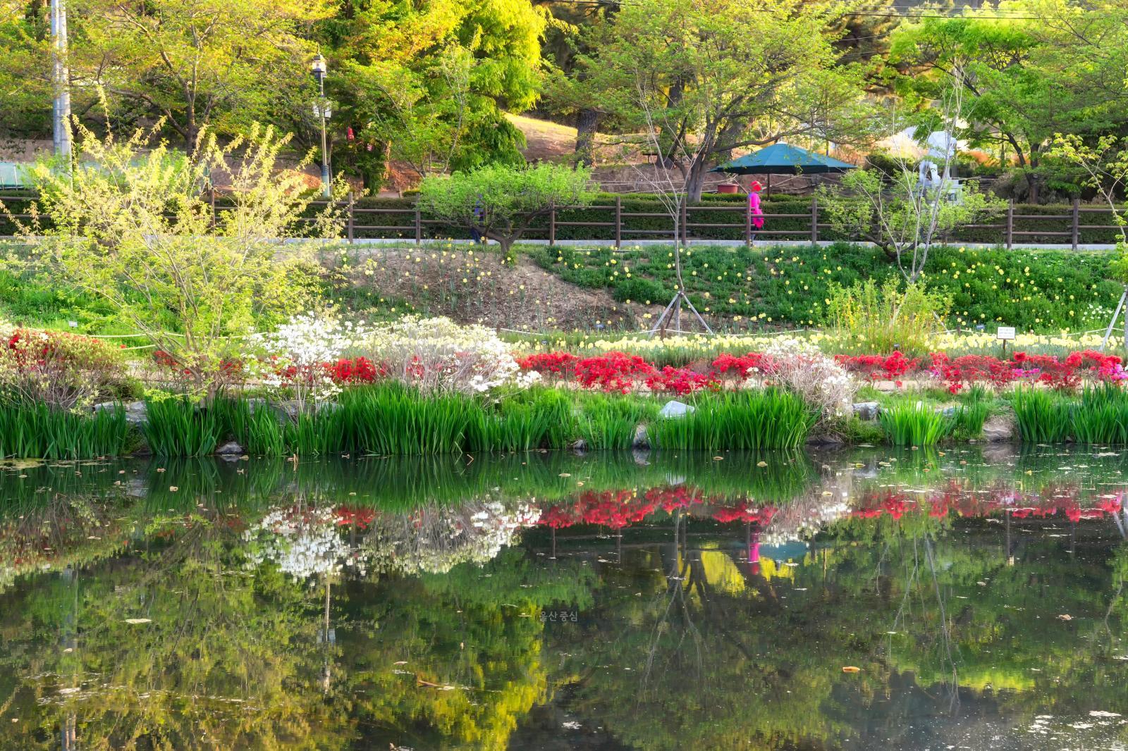 제2연꽃지(선암호수공원) - 울남9경 의 사진