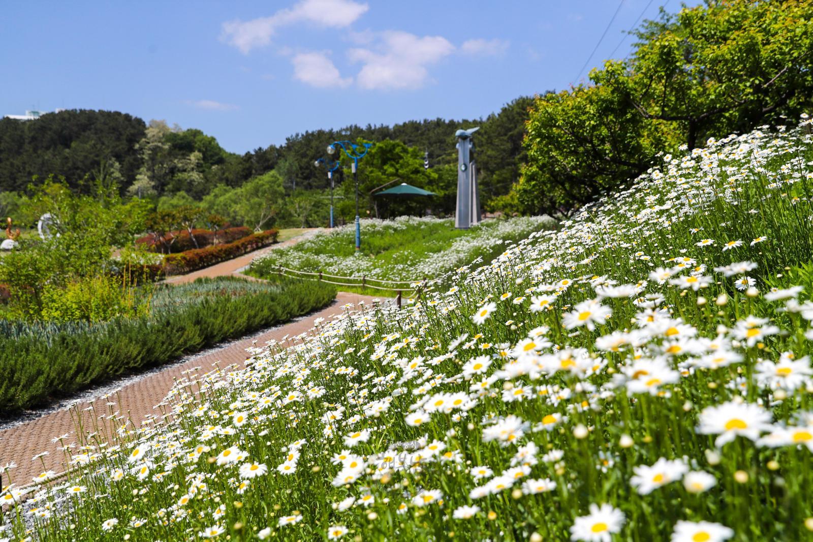 샤스타 데이지 꽃(선암호수공원) - 울남9경 의 사진